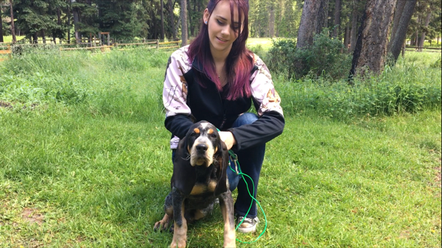 High Country Bluetick cameron bluetick puppies for sale | High Country ...